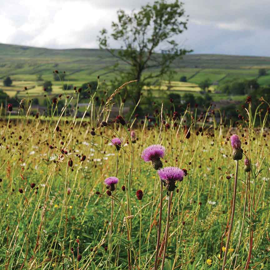 Melancholy thistle Yorkshire Dales meadows