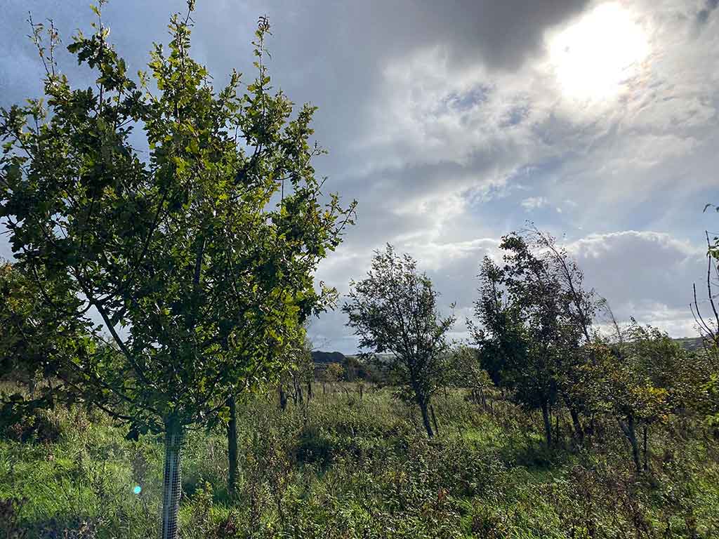 Parlour Barn Wood Nidderdale in 2020