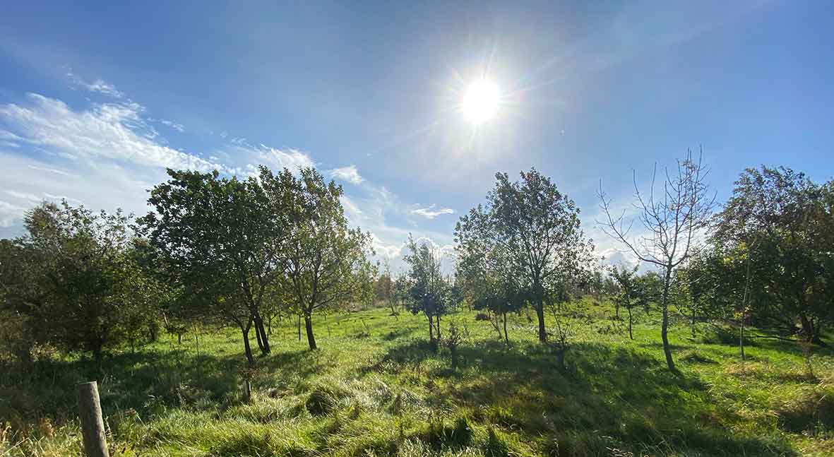 Parlour Barn Wood Nidderdale