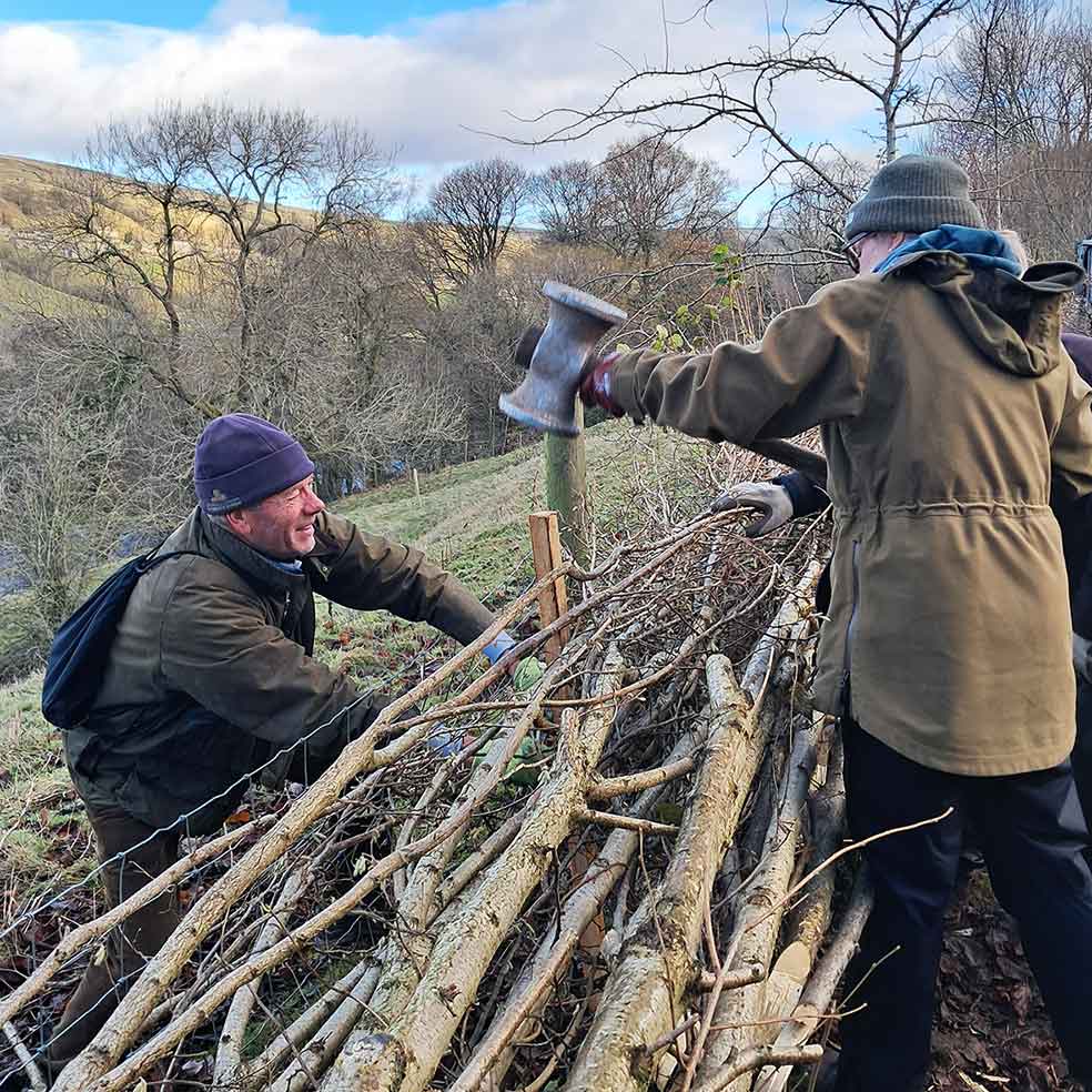 Hedgelaying