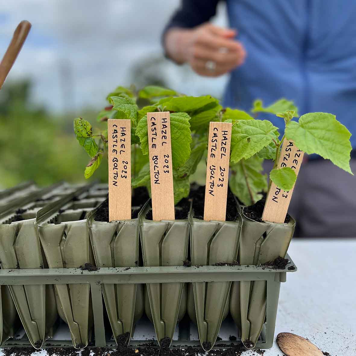 Labelled tree saplings