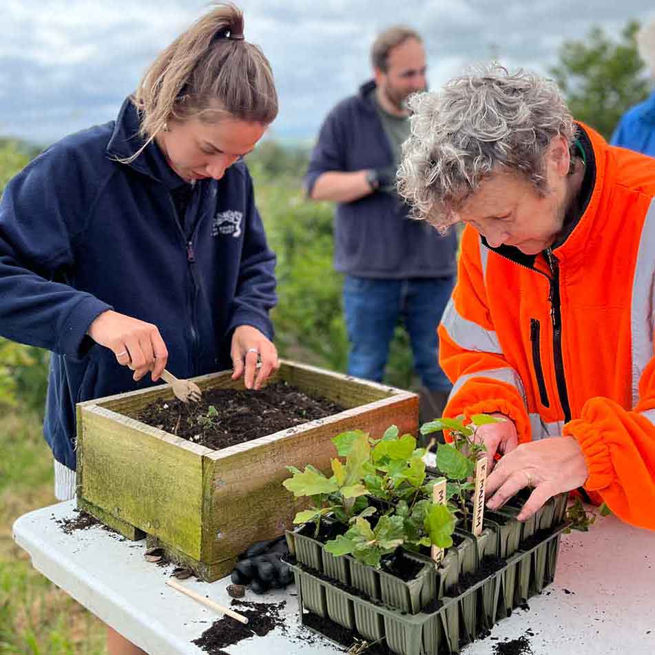 Growing saplings from seed