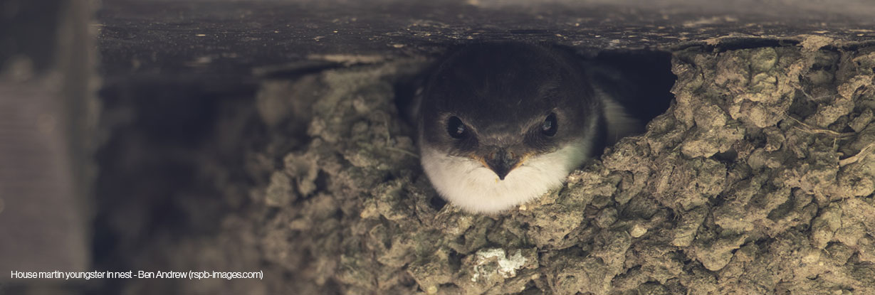 House martin youngster in nest - Ben Andrew (rspb-images.com)